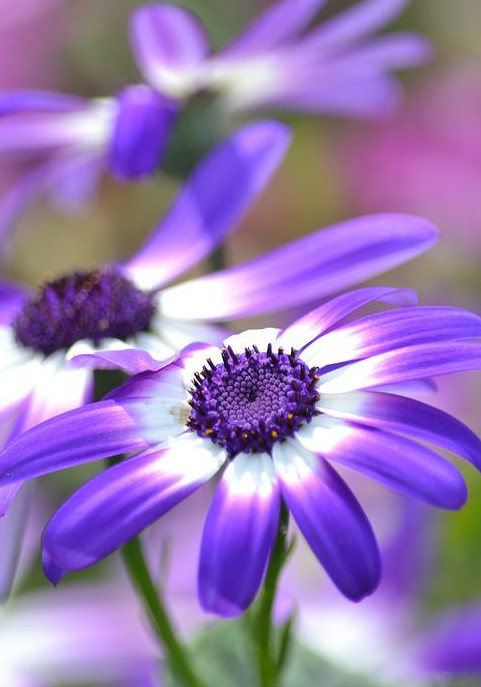 Sieglinde Wildie — Pollock-Randall Funeral Home - Port Huron, MI